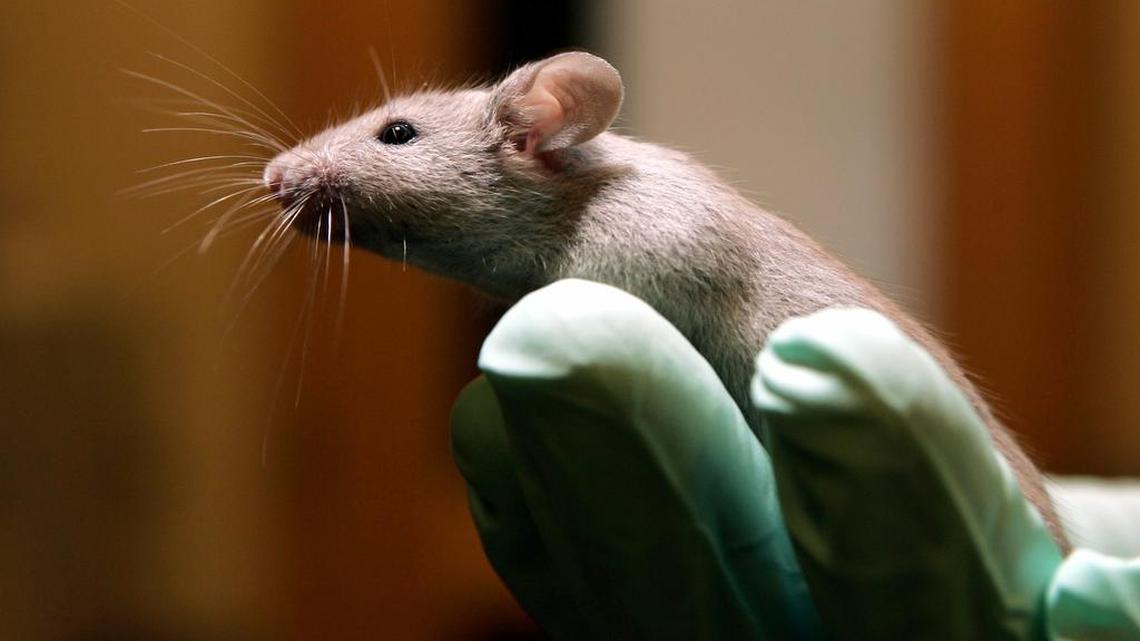 University of California Davis researchers found a human gene for bad breath, or halitosis, and proved it by putting that same gene mutation into mice.
