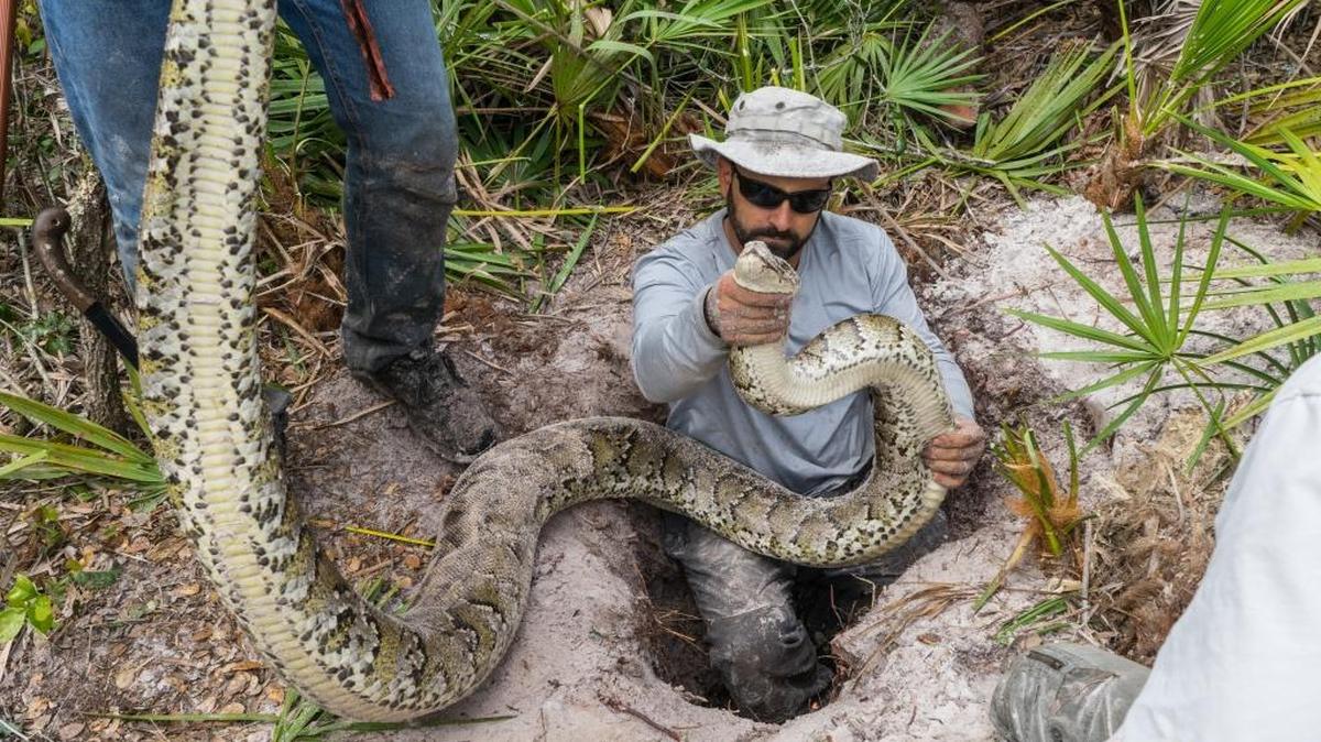 Conservancy of Southwest Florida biologist Ian Bartoszek holds a python found in a burrow that researchers found after following another male snake implanted with a radio tracker.