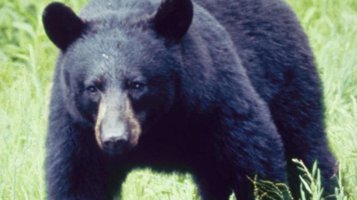 A black bear attacked and injured a 53-year-old man Monday in the San Gabriel Mountains east of Los Angeles, authorities said.