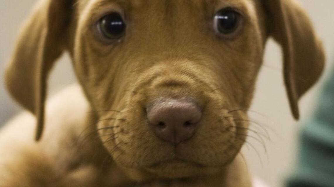 This common artificial sweetener could poison your dog