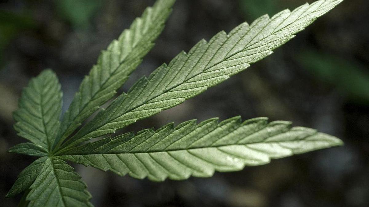 Researchers at Stanford University uncovered a link between marijuana use and sexual activity. Pot smokers had 20 percent more sex than abstainers.