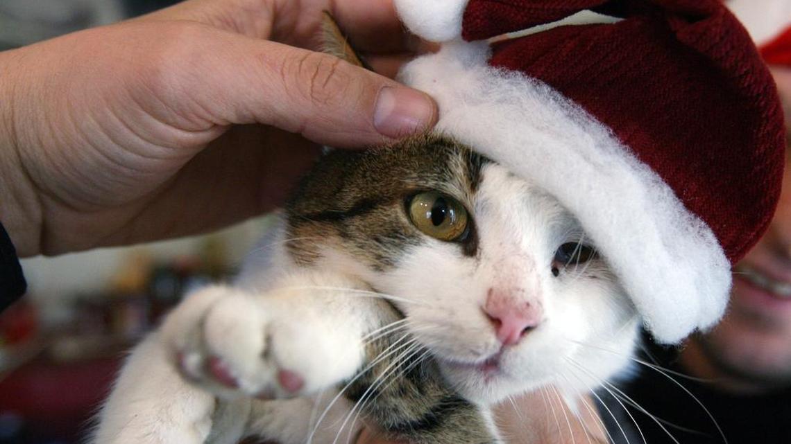 Cats are excited by Christmas trees because of the ornaments, the trees’ height and shiny tinsel, making trees a “playpen” for curious cats, scientists say.