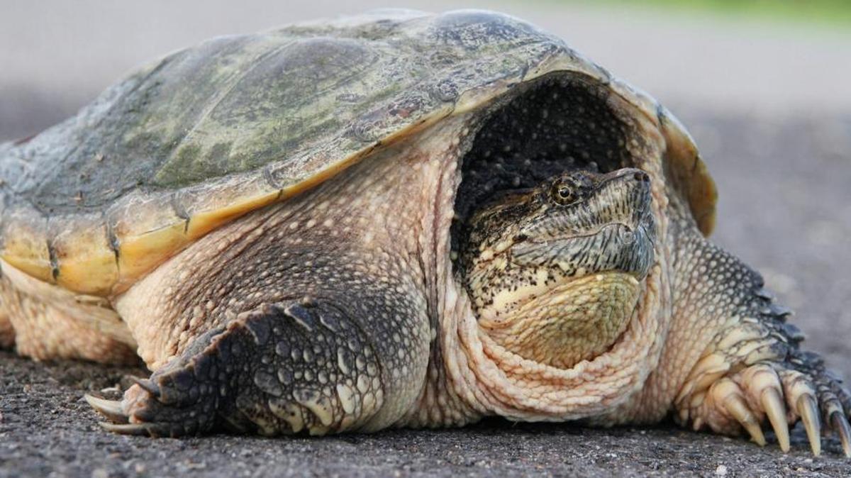 A teacher at Preston Junior High is accused of feeding an ailing puppy to a snapping turtle on March 7. A parent reported the incident to police as a case of animal cruelty.