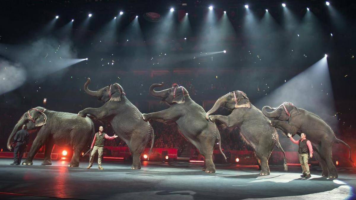 Elephants will perform for the last time at the Ringling Bros. and Barnum & Bailey Circus on Sunday, May 1, 2016, as the show closes its own chapter on a controversial practice that has entertained audiences since circuses began in America two centuries ago.