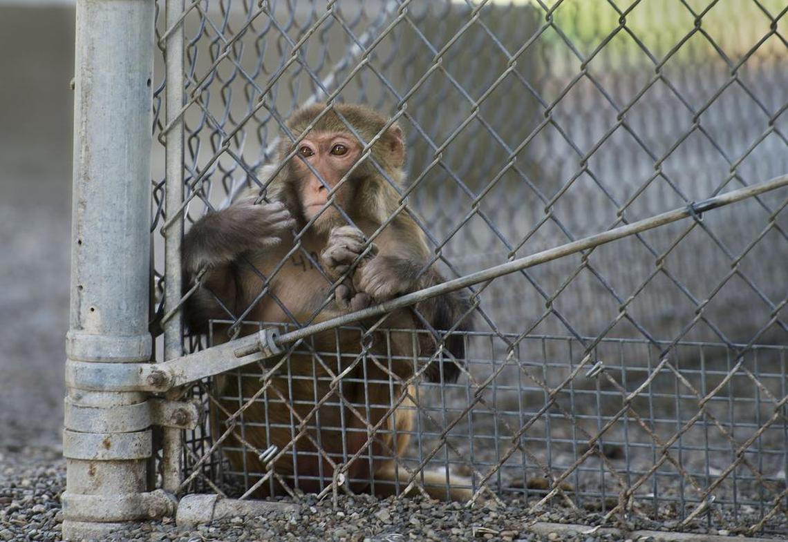 A rhesus macaque monkey hangs out near a fence at the primate research center at UC Davis on Tuesday in Davis, Calif.