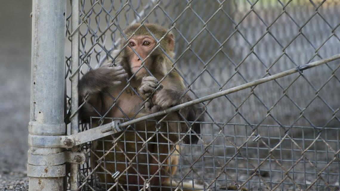 What are weirdest pets to pass through SLO County animal shelter? Monkeys, emus and more
