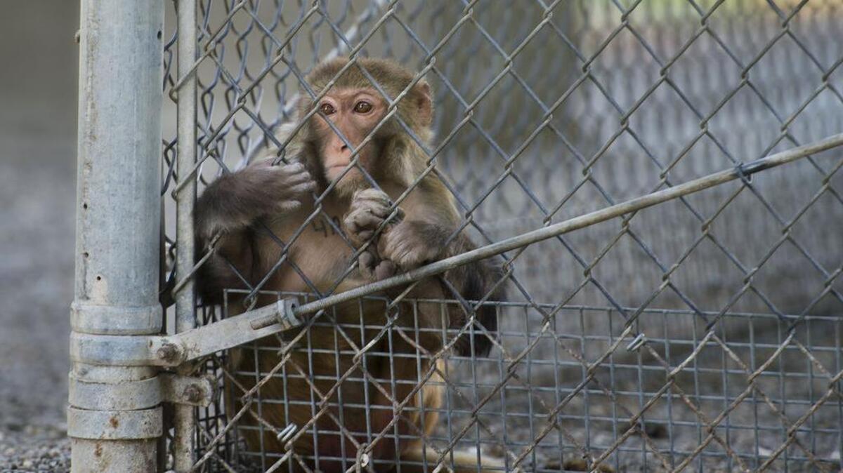 A rhesus macaque monkey hangs out near a fence at the primate research center at UC Davis on Tuesday in Davis, Calif. A UC Davis psychiatry professor recently developed a technique that the university calls a more humane way to conduct studies on the animals.