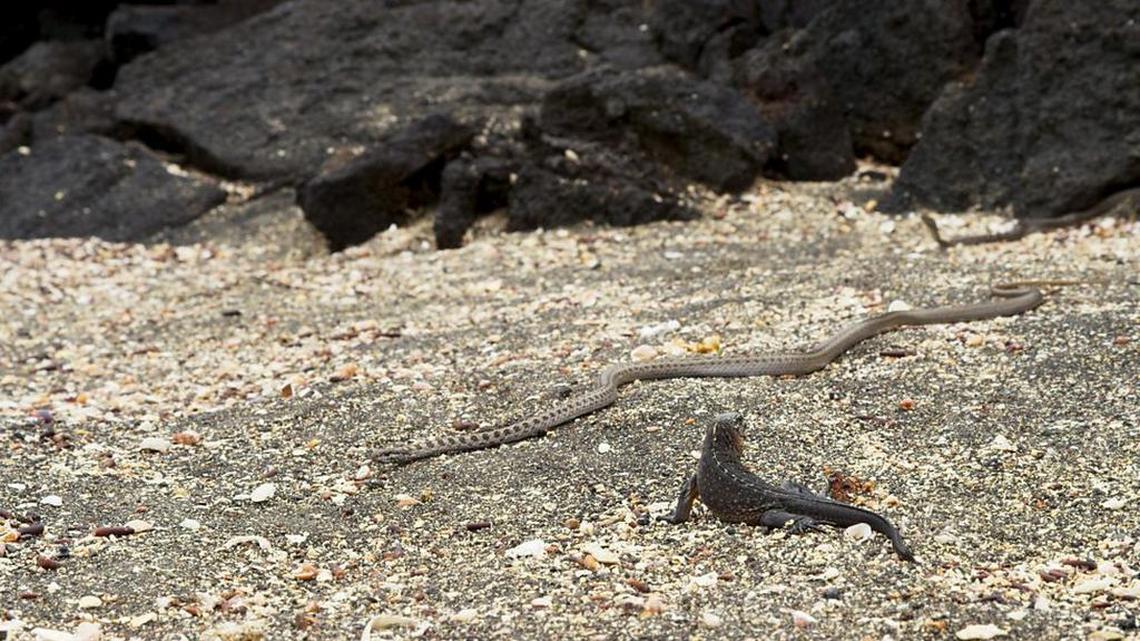 A scene from the first episode of “Planet Earth II,” which shows a marine iguana hatchling and a racer snake.