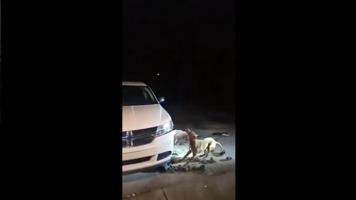 The dog, named Red, ripped away at a car while its owner asked an officer to shoot him.