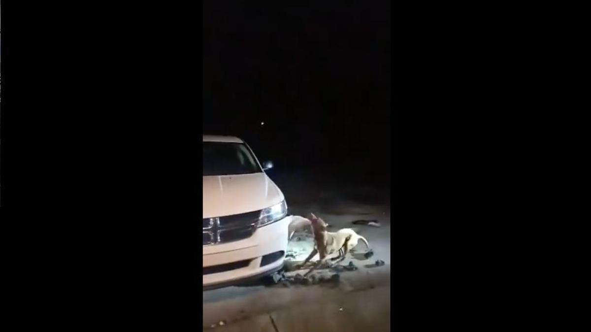 The dog, named Red, ripped away at a car while its owner asked an officer to shoot him.
