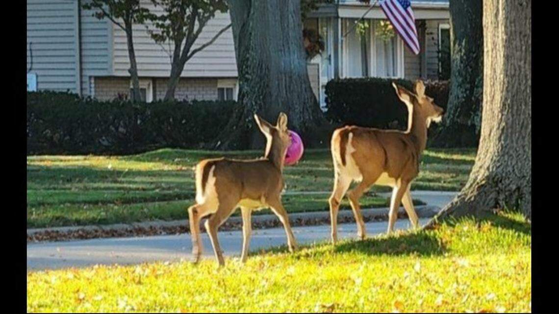 A deer is spotted in an Ohio neighborhood with pumpkin stuck on its head.