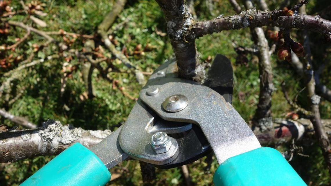 How to avoid crimes against trees and shrubs