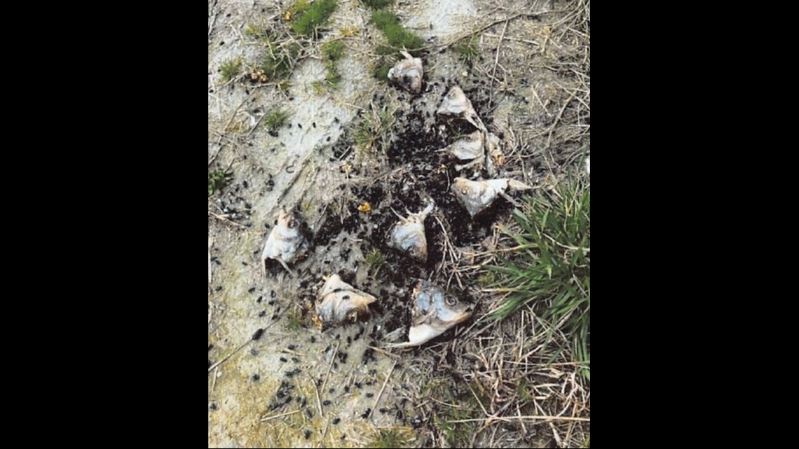 A Virginia man admitted to poisoning fish heads to kill bald eagles and hawks on his property, officials say.