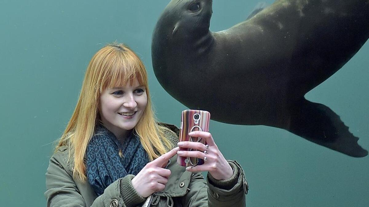 A woman takes a selfie with a seal in a water tunnel at the zoo in Gelsenkirchen, Germany, in 2015. Zoo selfies are one thing, but experts warn beachgoers against taking photos with seal pups, which have strong jaws.