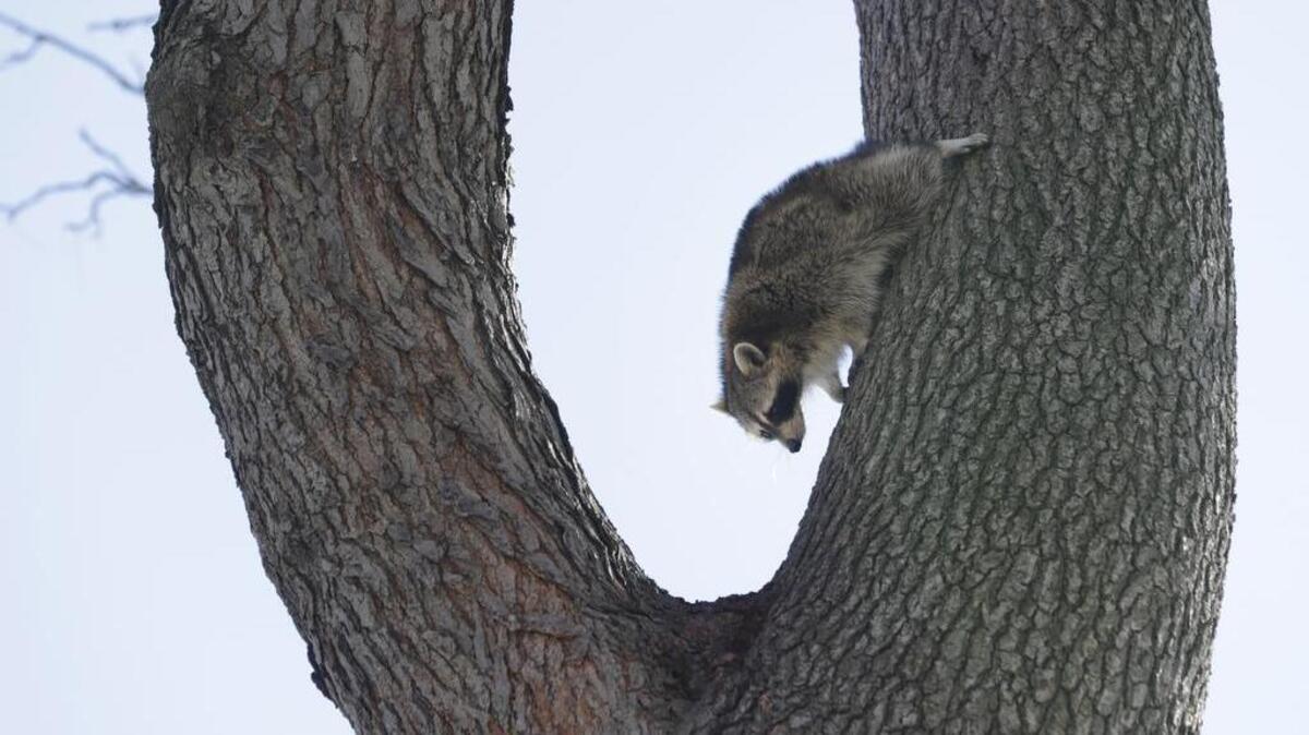 A raccoon climbs down a tree in Central Park in New York.