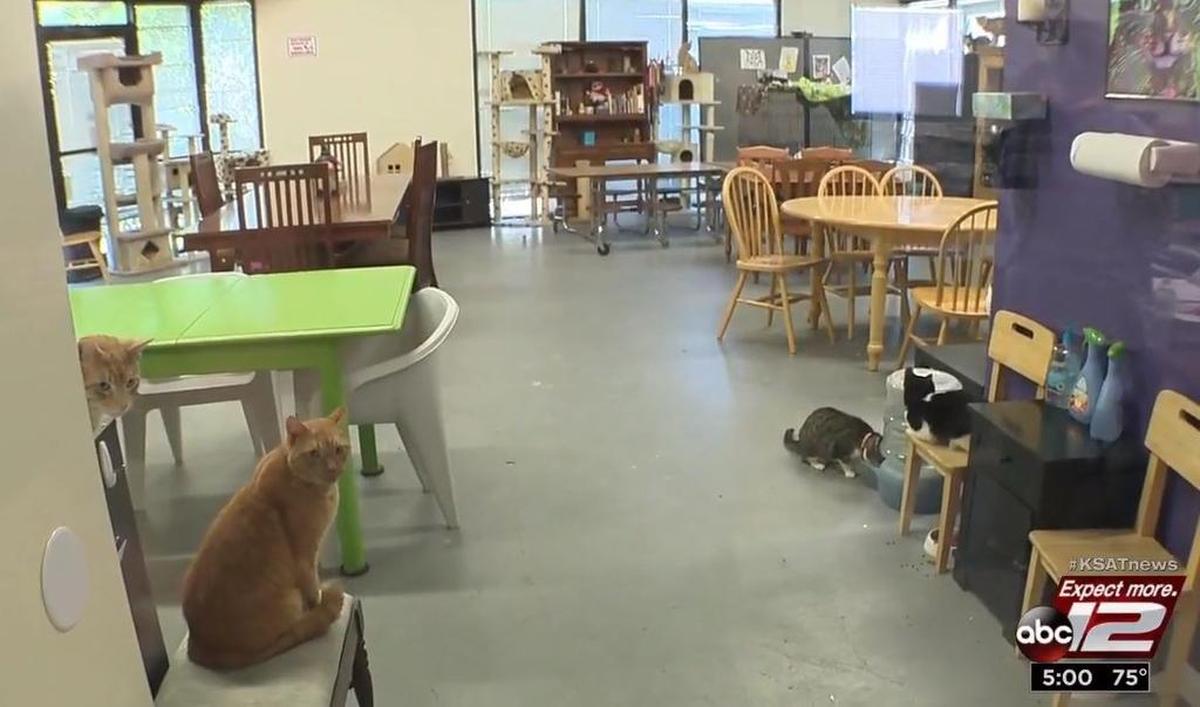 The cat lounge at the San Antonio Cat Cafe.