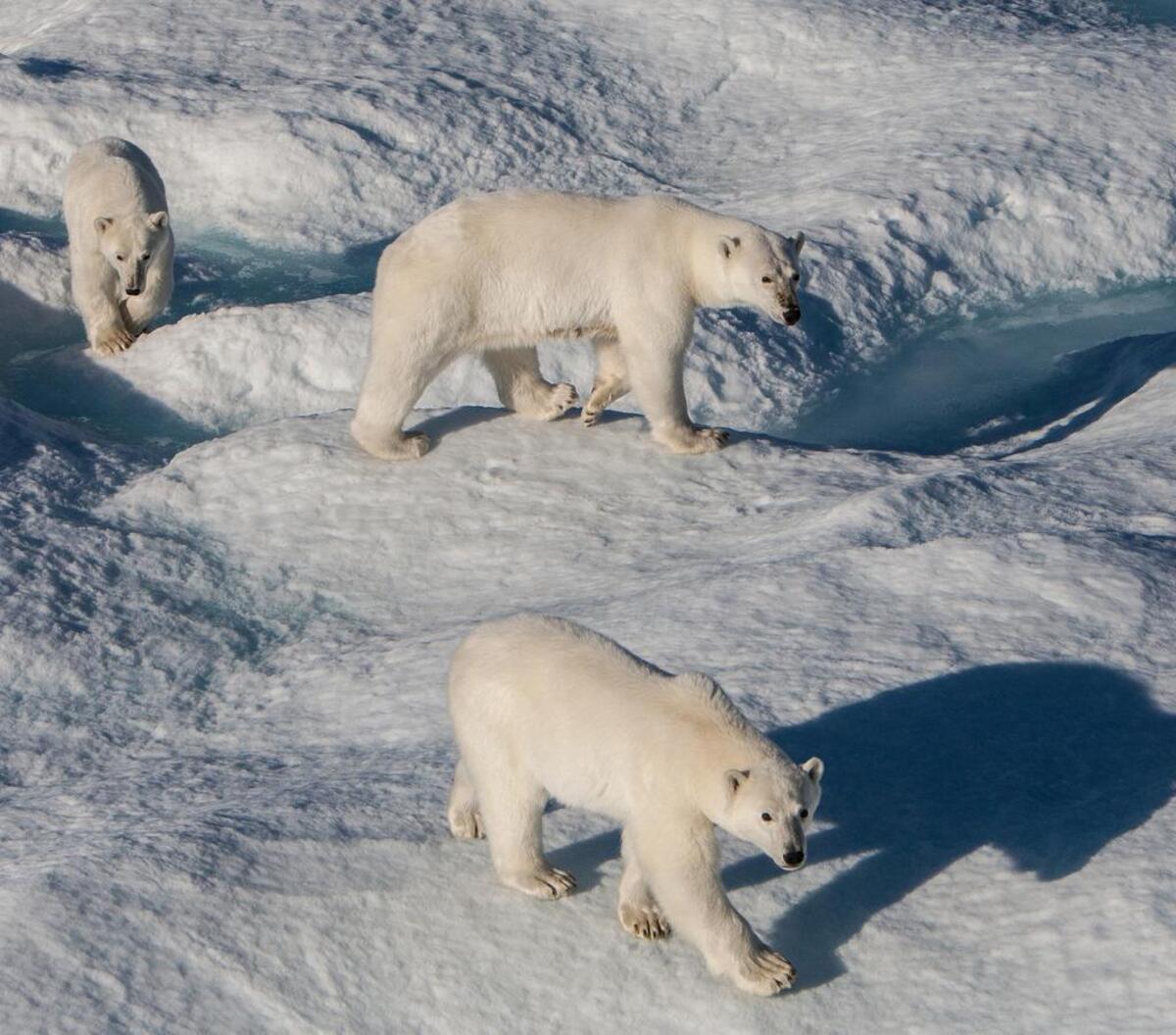 The higher global temperatures go, the researchers said, the more likely polar bears are to interact with humans - and possibly attack and eat them.