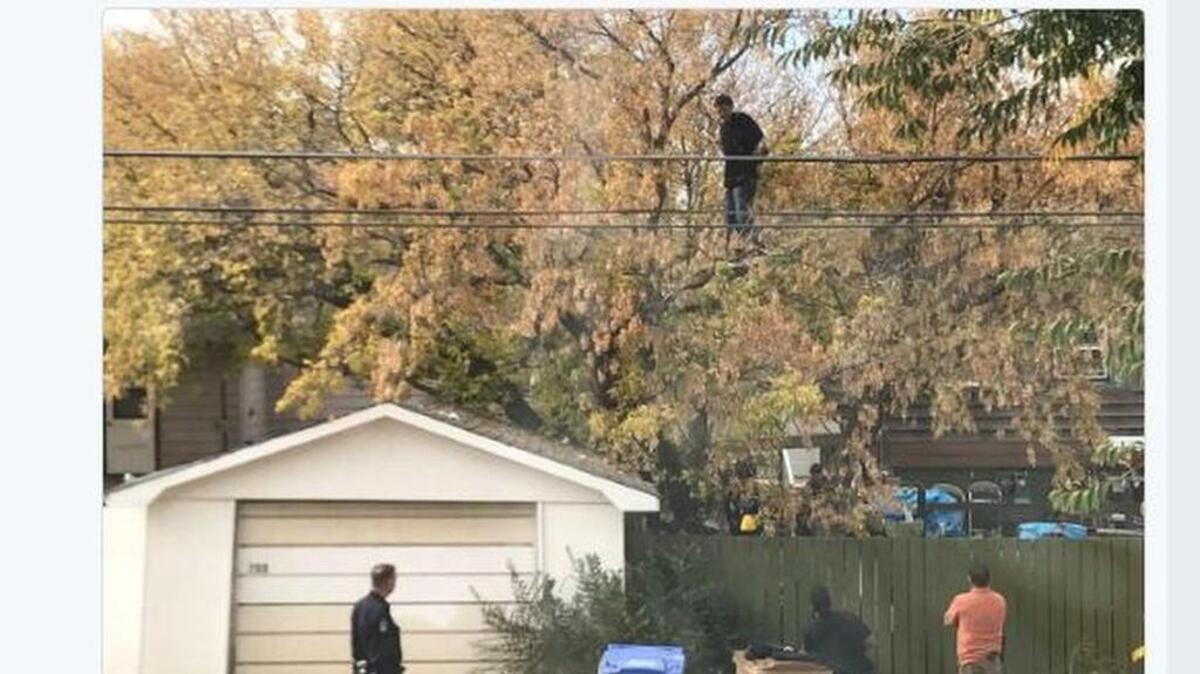 A suspected car thief in Regina, Saskatchewan climbed a tree and refused to come down for four hours. Police eventually lured him down with a taco.