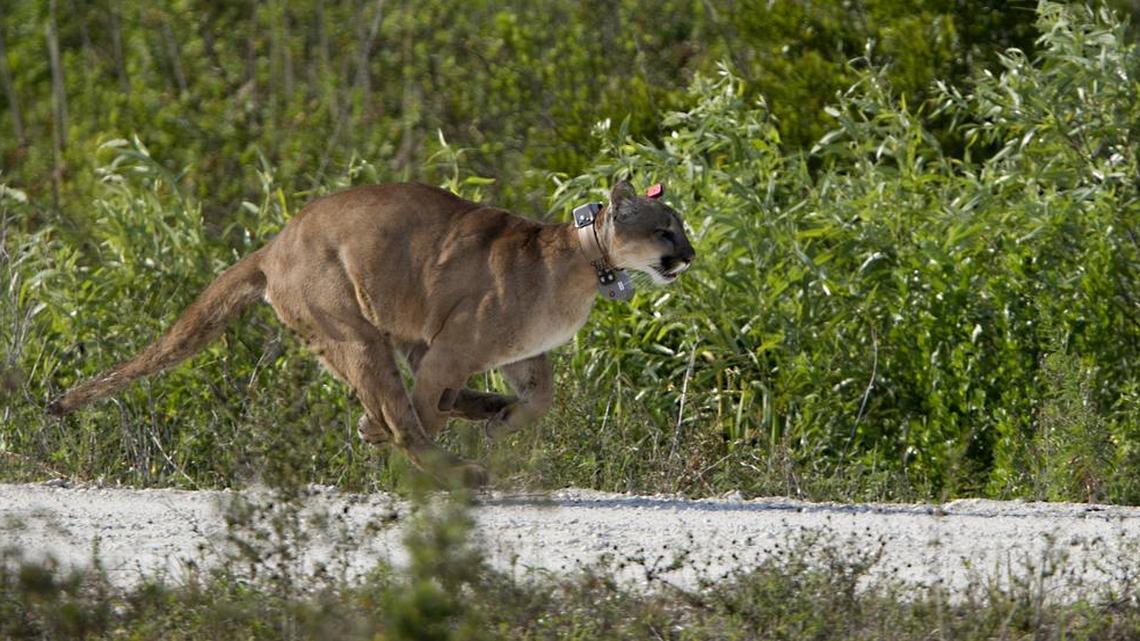 A young male Florida Panther runs down a road after its release on April 3,2013.The panther and its sister were rescued as 5-month-olds when their mother was found dead in Collier County.