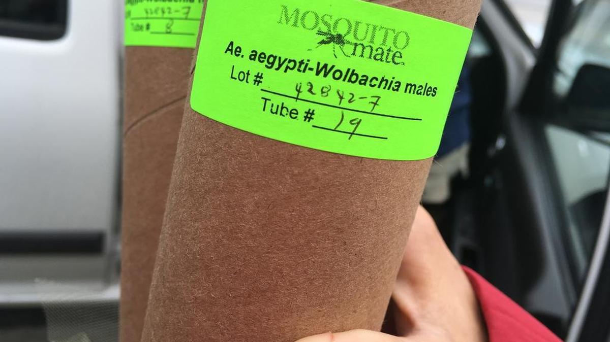 A tube containing bacteria-infected male mosquitoes. The mosquitoes bred by a Kentucky-based company are infected with the naturally occurring Wolbachia bacteria. When the lab-bred mosquitoes mate with wild female mosquitoes the offspring don’t survive adulthood.