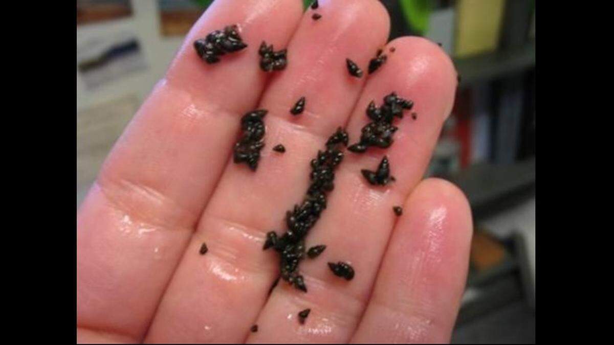 New Zealand mudsnails were found in two creeks in Pennsylvania.