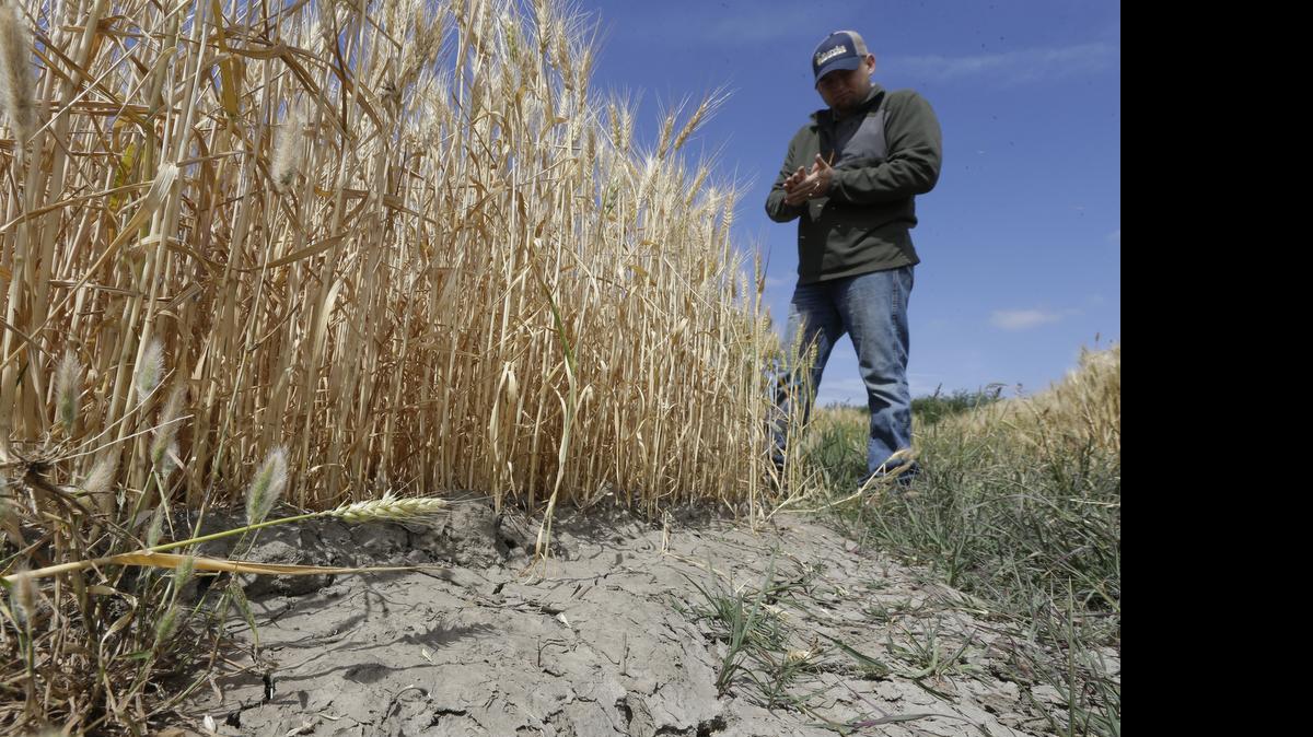 
In this Monday, May 18, 2015, photo, Gino Celli inspects wheat nearing harvest on his drought-stricken farm near Stockton, Calif. 
