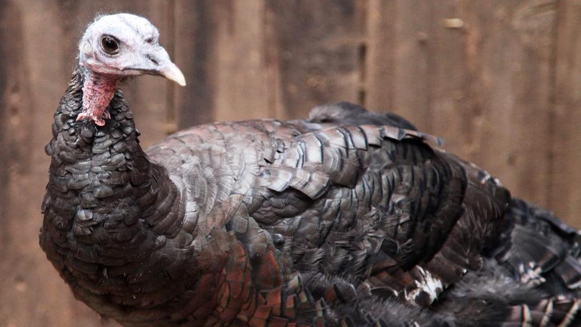 Turkeys, like this one, probably think ham for Thanksgiving is a grand idea.