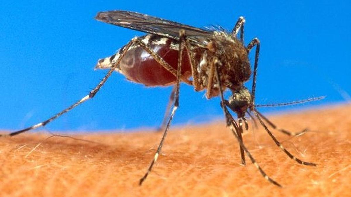 Federal officials approved the release of genetically modified mosquitoes on Friday for field trials in the Florida Keys. The decision comes as the number of Zika cases transmitted by the mosquitoes rises.