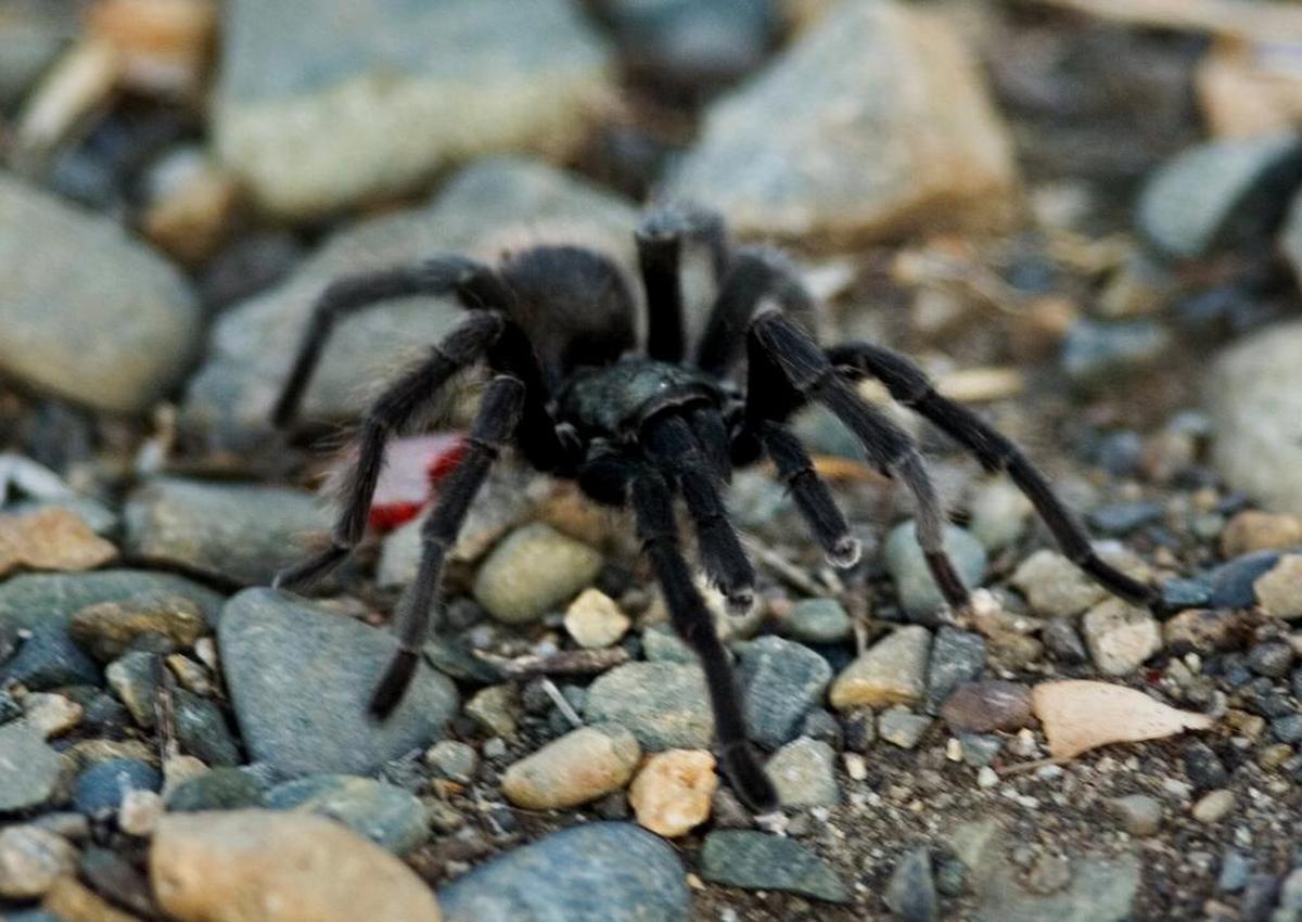 Tarantulas are out looking for love, and hikers in Southern California’s Santa Monica Mountains are warned to watch out for the hairy spiders.