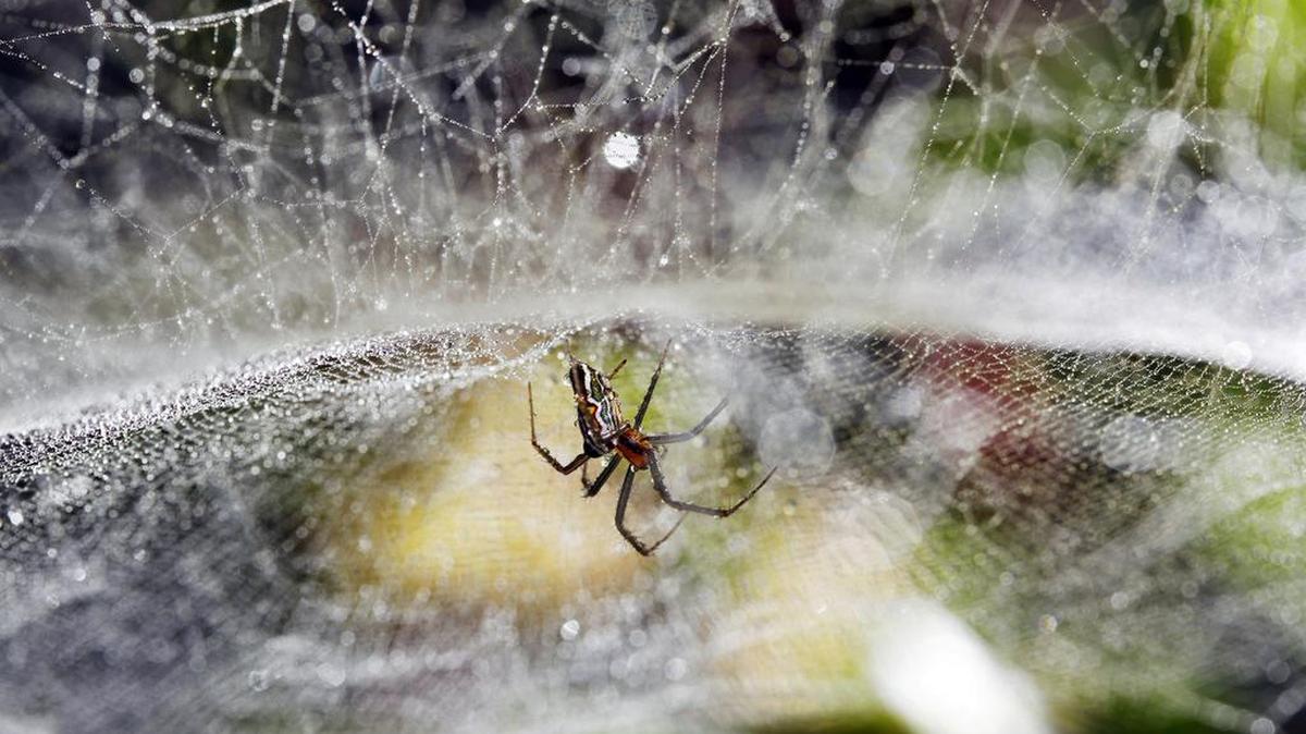 An Evart, Michigan, resident called 911 to ask for help killing a spider, which was gone by the time police arrived. Police warned the caller that further 911 misuse could lead to arrest.