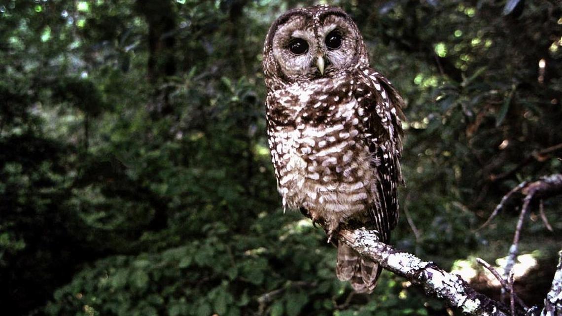 A northern spotted owl sits on a branch in Point Reyes, Calif.