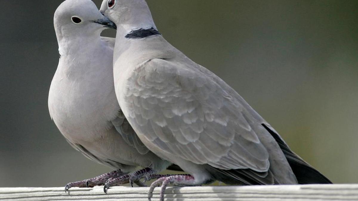 This Feb. 12, 2009, file photo shows two turtle doves in St. George Island, Fla. The cost of two turtle doves rose 11.5 percent, according to the 32nd annual PNC Wealth Management Christmas Price Index released Monday, Nov. 29, 2015. Monday marks the 32nd year that the Pittsburgh-based bank tracks inflation by pricing the cost of the items listed in the “The Twelve Days of Christmas” carol.