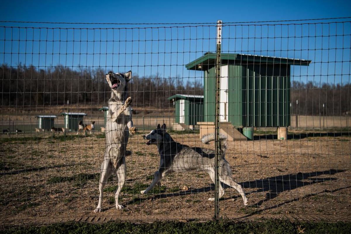 Two female huskies share an enclosure at the Sugarfork Kennels in Goodman, Mo.