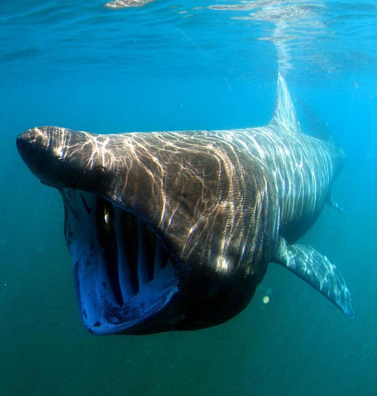A basking shark.