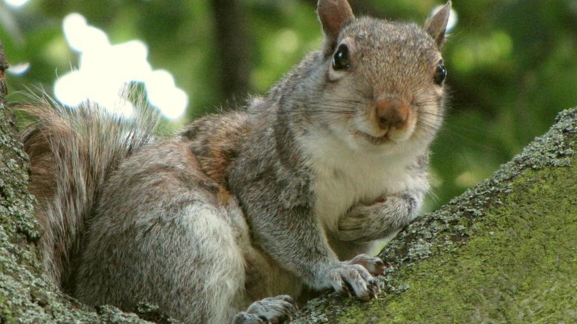 The city had a rash of squirrel attacks. So the mayor put the ‘best team on the case’