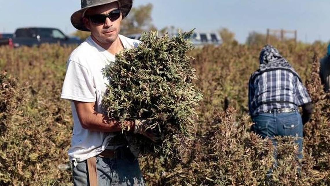 More executive overreach? Lawmakers say Obama hemp policy is a buzzkill for research