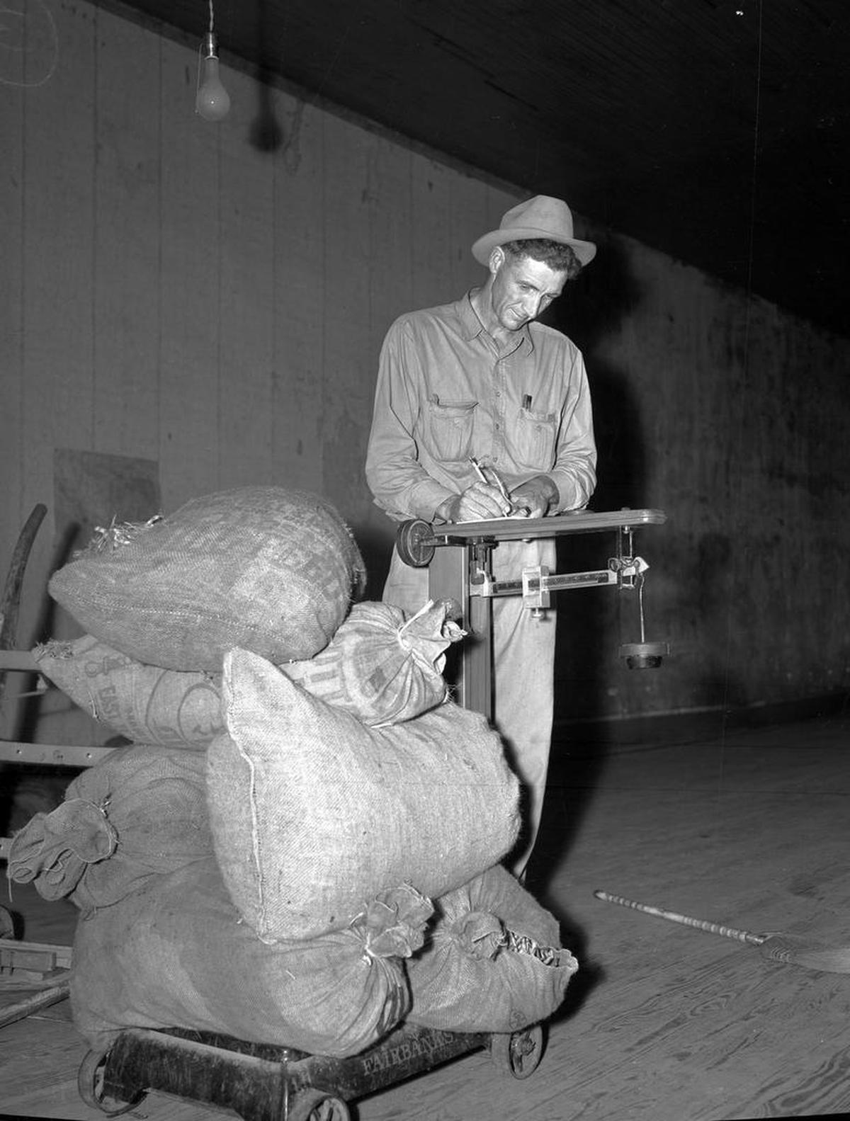 L.C. Bird, an East Texas buyer, weighs in black-eyed peas from the 1940 harvest.
