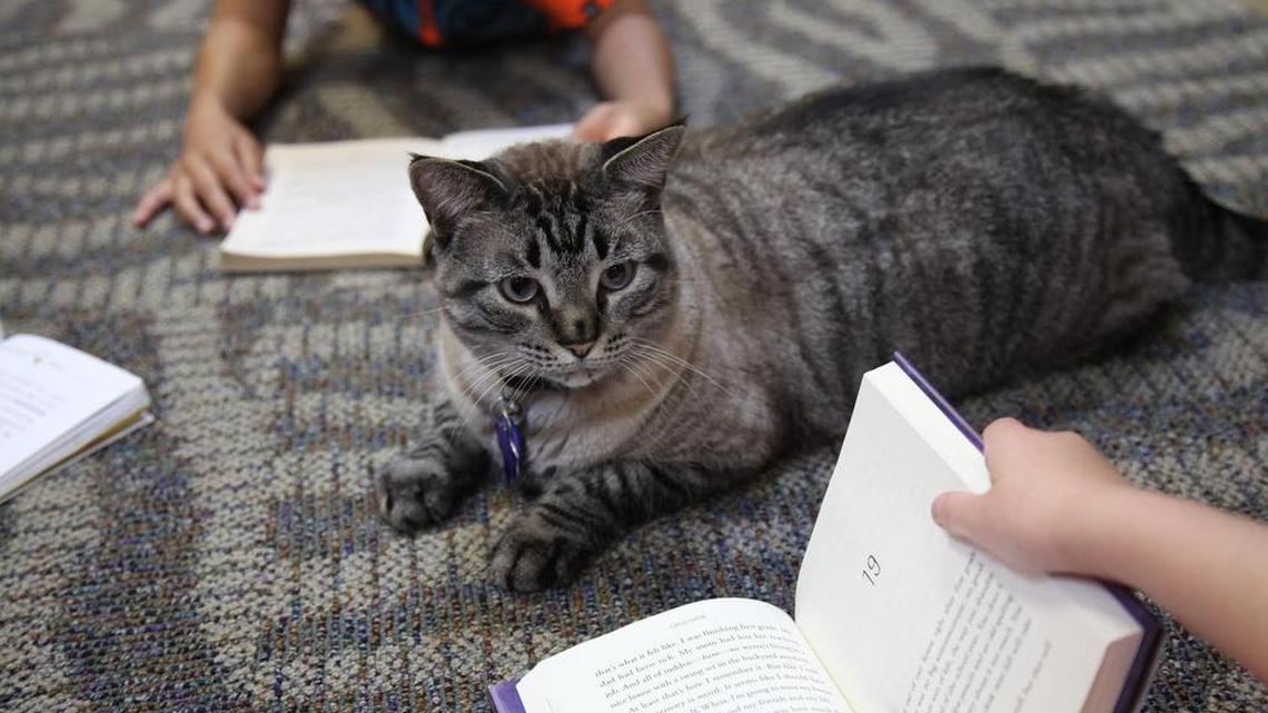 Browser the cat sits among a group of children being read to in the city's public library June 30, 2016, in White Settlement, Texas. Two weeks ago, the city council of the Fort Worth suburb voted 2-1 to give the library 30 days to find a new home for Browser.