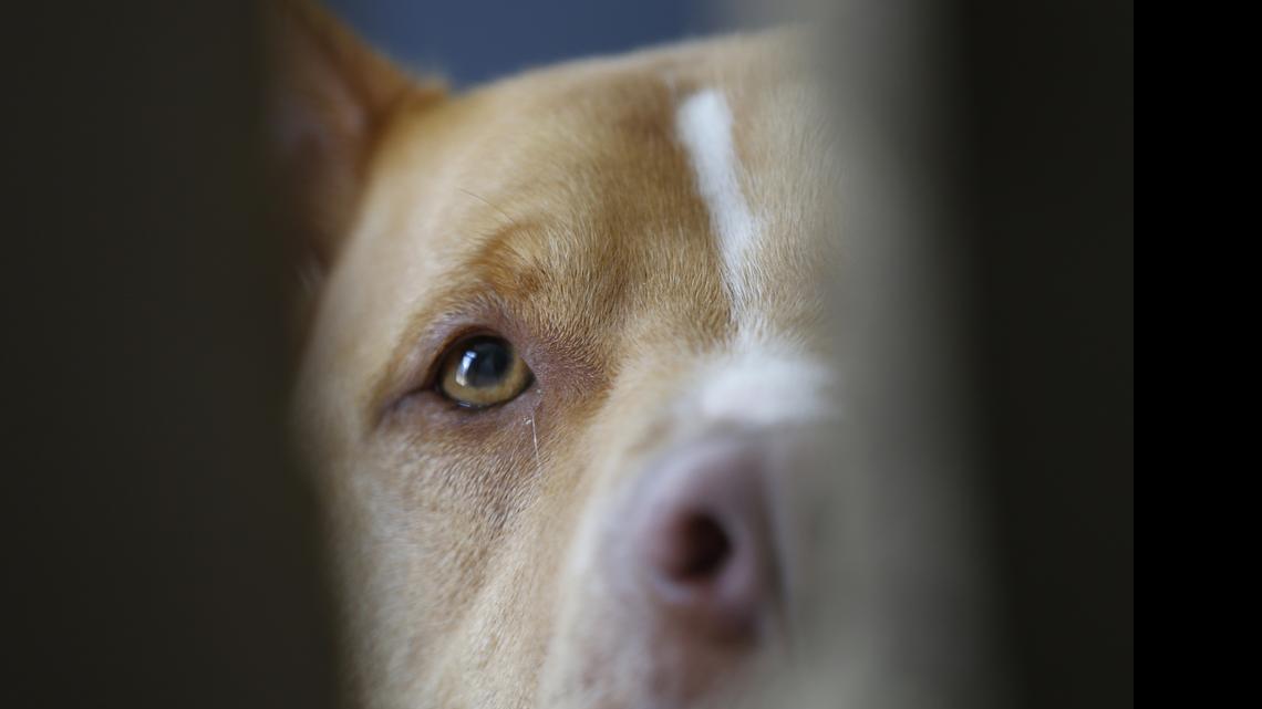 
Gus looks at a visitor from his room on June 15, 2015, at the Good Newz Rehab Center, the former home of NFL football quarterback Michael Vick’s Bad Newz kennel, in Smithfield, Va. 
