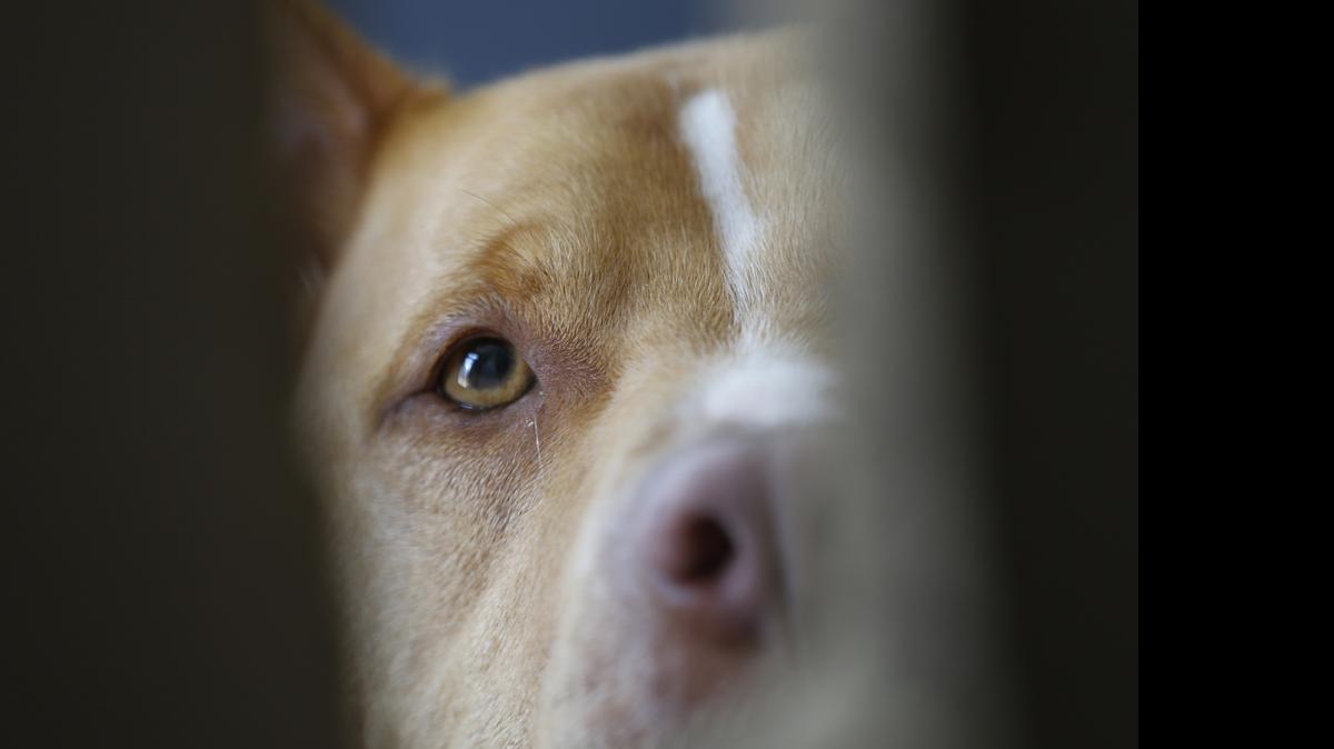 
Gus looks at a visitor from his room on June 15, 2015, at the Good Newz Rehab Center, the former home of NFL football quarterback Michael Vick’s Bad Newz kennel, in Smithfield, Va. 
