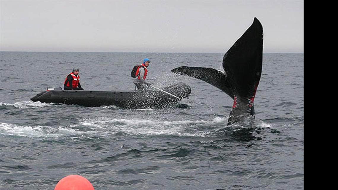 
A young right whale off the South Carolina coast on Jan 4, 2005. Seismic surveys are on hold while the U.S. Fish and Wildlife Service weighs the risks to endangered whales and other marine life.

