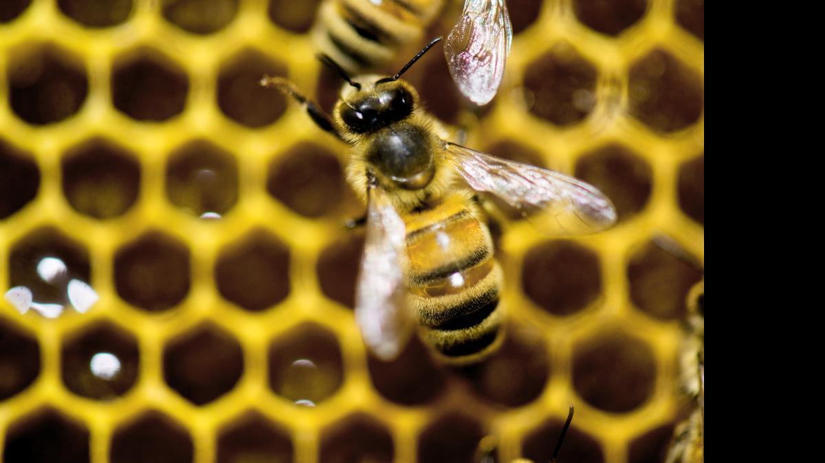 
Since April 2014, beekeepers lost 42.1 percent of their colonies – the second highest loss rate in nine years – before recovering a bit, according to an annual survey conducted by a bee partnership that includes the U.S. Department of Agriculture. 
