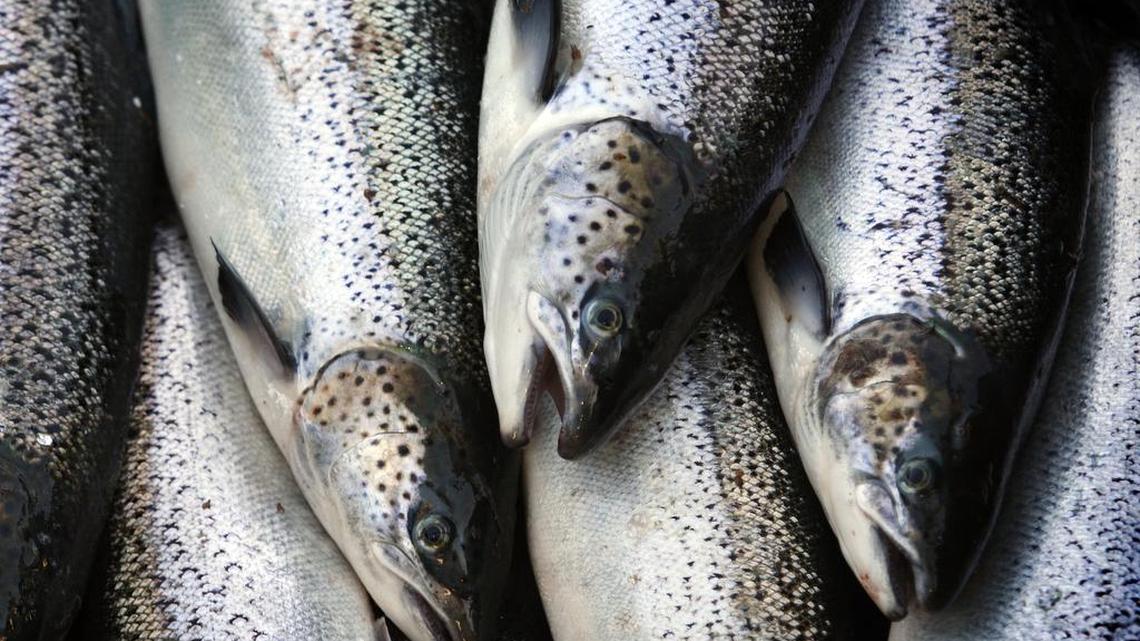 Farm-raised Atlantic salmon move across a conveyor belt as they are brought aboard a harvesting boat near Eastport, Maine.