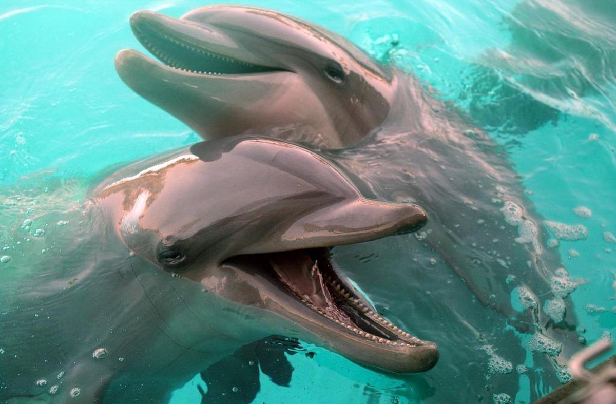 Sandy and Terry wait for their treat after performing at Marine Life in Gulfport, Miss., in 2003.