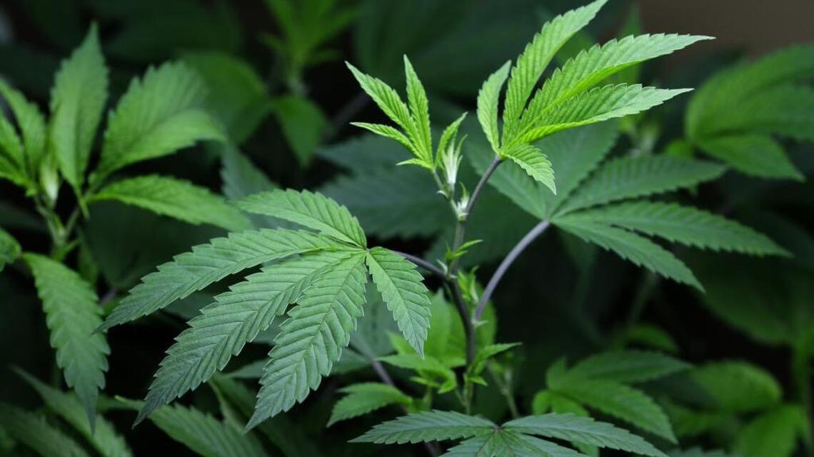 Busted man to police: Keep my marijuana plants watered