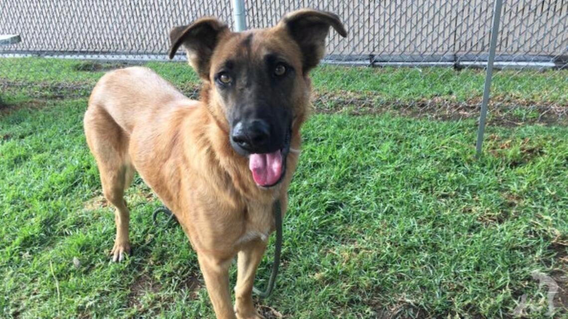 Family abandons dog because she ‘wasn’t happy anymore’ and comes to get new dog
