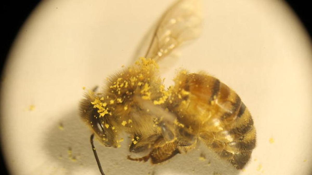 Honeybees can easily collect up to five times their weight in pollen over the course of a day.
