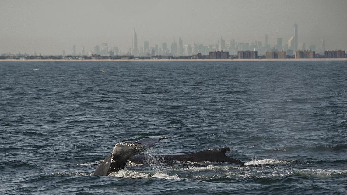 Two humpback whales dive inside what is called the New York Bight, with the New York City skyline in the background, in 2014. Scientists have deployed a high-tech acoustic buoy in the Bight 22 miles off the coast of New York's Fire Island to monitor several species of great whales in “near real-time.”
