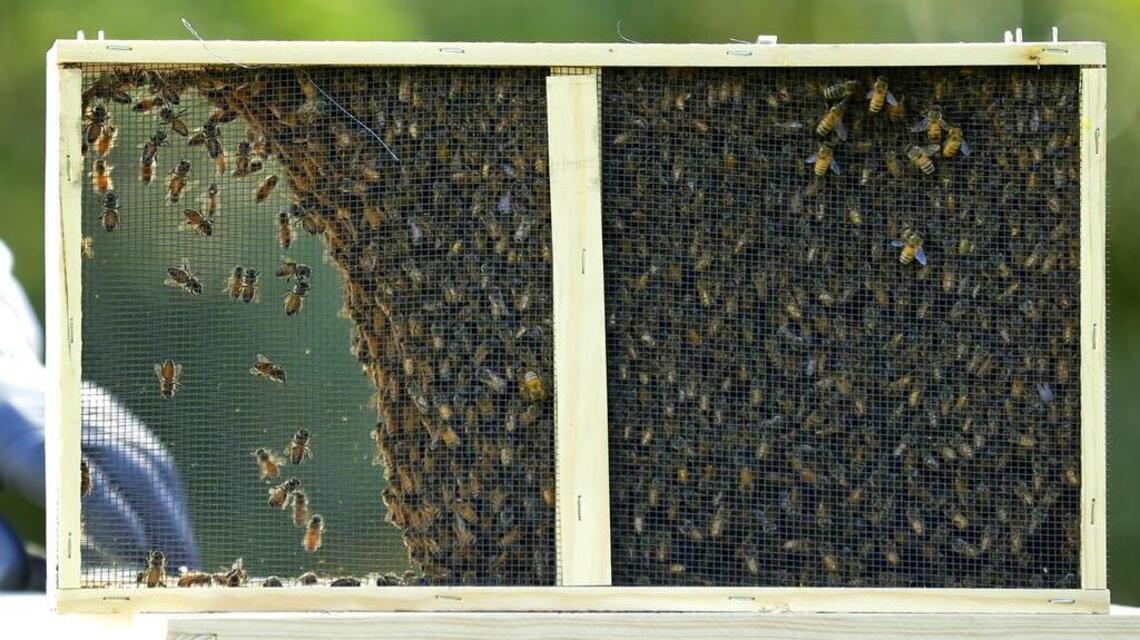 Bees keep dying. Walmart wants to replace them with swarms of tiny robots