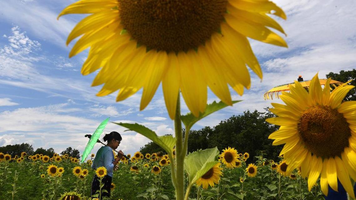 Sunflowers have a circadian rhythm, which tells the cells in the eastern side of the stem to grow slightly longer, causing the blossom to lean westward, researchers say. At night, the message reverses.